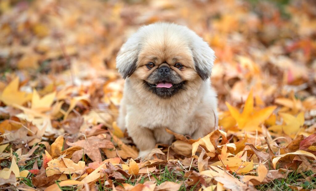 ピルの診察料が無料で受けられるオンラインサービスは？