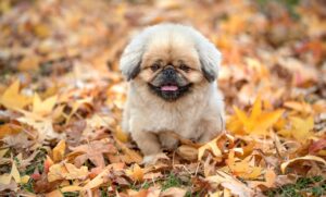 ピルの診察料が無料で受けられるオンラインサービスは？