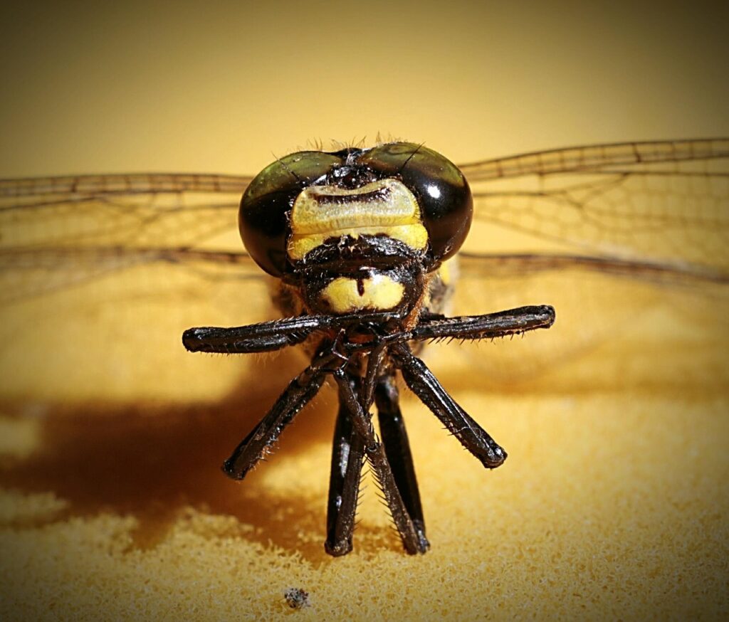 ピルの飲み忘れが2日連続した場合の対応は？