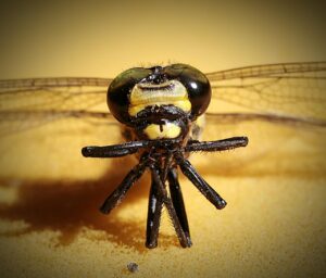 ピルの飲み忘れが2日連続した場合の対応は？