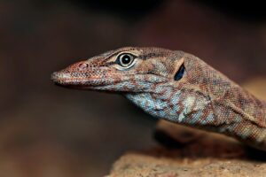 ピルに関する産婦人科医師監修のサービスとは？