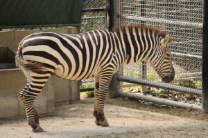 ピルの匿名配送を福岡で最短翌日に受け取る方法は？