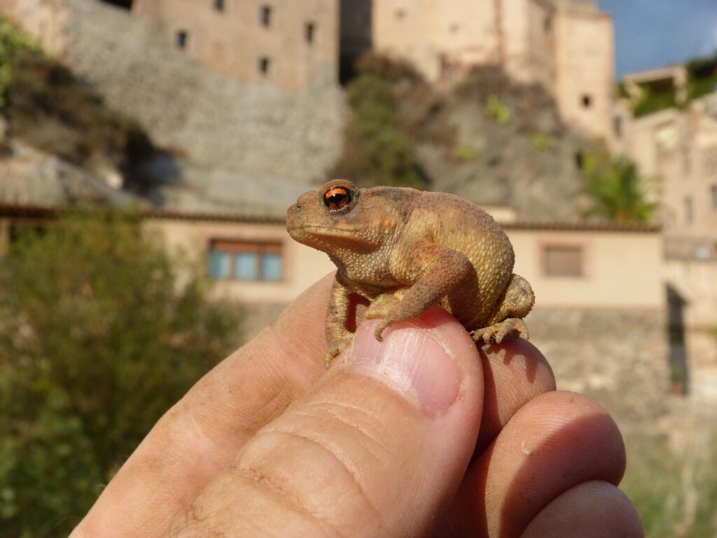 ピルの中で肌荒れに効果的な銘柄はどれがいい？