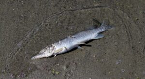 ピルの偽物を見分ける方法と返金はできるか？