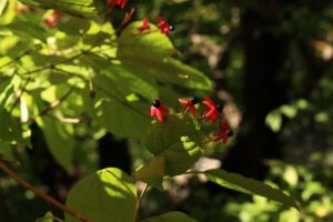 ピルを誰にも知られずに始める方法は？